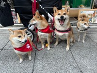 みんなで浅草行ってきたよ！（柴犬うまるさん提供）