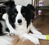 墨はRさんからの愛情を受け、リラックスした表情を浮かべるようになりました