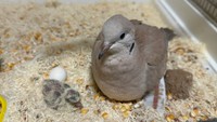 お母さん鳩に甘えん坊の「にむ」。ちょっかいを掛け合ったりして楽しい…！