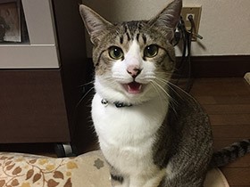 呼ばれると「にゃ～ん」と元気に返事　ミックス猫の「ガブ」