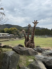 斜めから見ると、ダンスしているよう