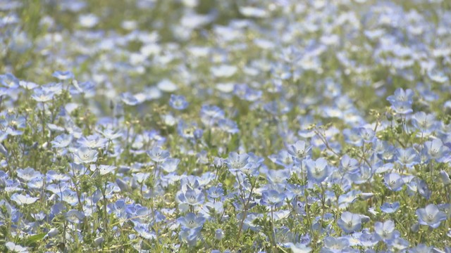 爽やかな青のネモフィラがまんのう公園を彩る　見頃はGWまで　香川