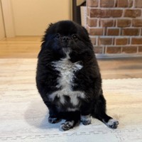 耳が消えた！？ ペンギンのような見た目になったくつしたちゃん（画像提供：信楽焼たぬきのくつしたさん）