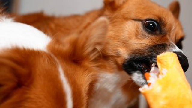 ちいくんもガブリ！（画像提供：ちい むう ととろさん）