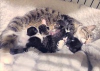 保護された4日後に4匹の子猫を産んだ七色ちゃん（田辺さん提供）