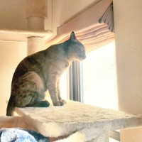 窓辺でニャルソックするふがしちゃん（画像提供：ふがしちゃん サビ猫さん）