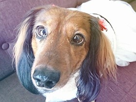 さみしい時期もあったけど、今は仲間と笑顔いっぱい！　ミニチュアダックス「あんず」