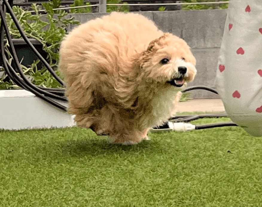 毛玉？新種の生き物？ボール？画像提供：投稿主さん