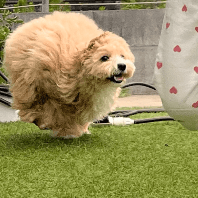毛玉？新種の生き物？ボール？画像提供：投稿主さん