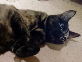 我が家に大勢お客さん！　人なつこい猫と、ビビり猫の反応は？