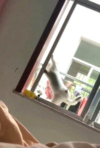 ある日、突然部屋に入ってきたという猫のみーちゃん（代理人さん提供、Xよりキャプチャ撮影）