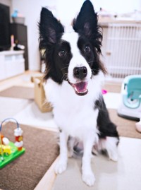 お姉ちゃんが撮影したエマちゃん（画像提供：エマ:Emmaさん）