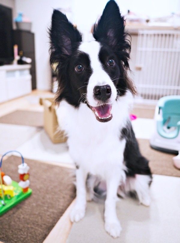 お姉ちゃんが撮影したエマちゃん（画像提供：エマ:Emmaさん）