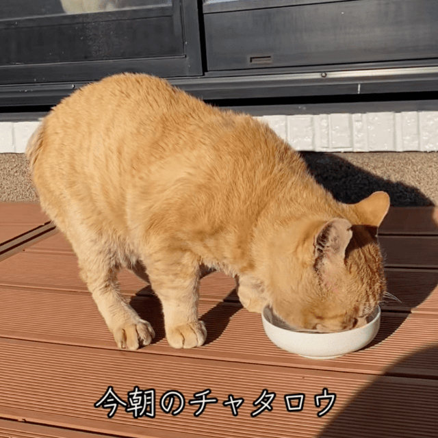 中にいる家ネコさんから監視されつつ、お食事タイム（提供：@nyan_ploさん）
