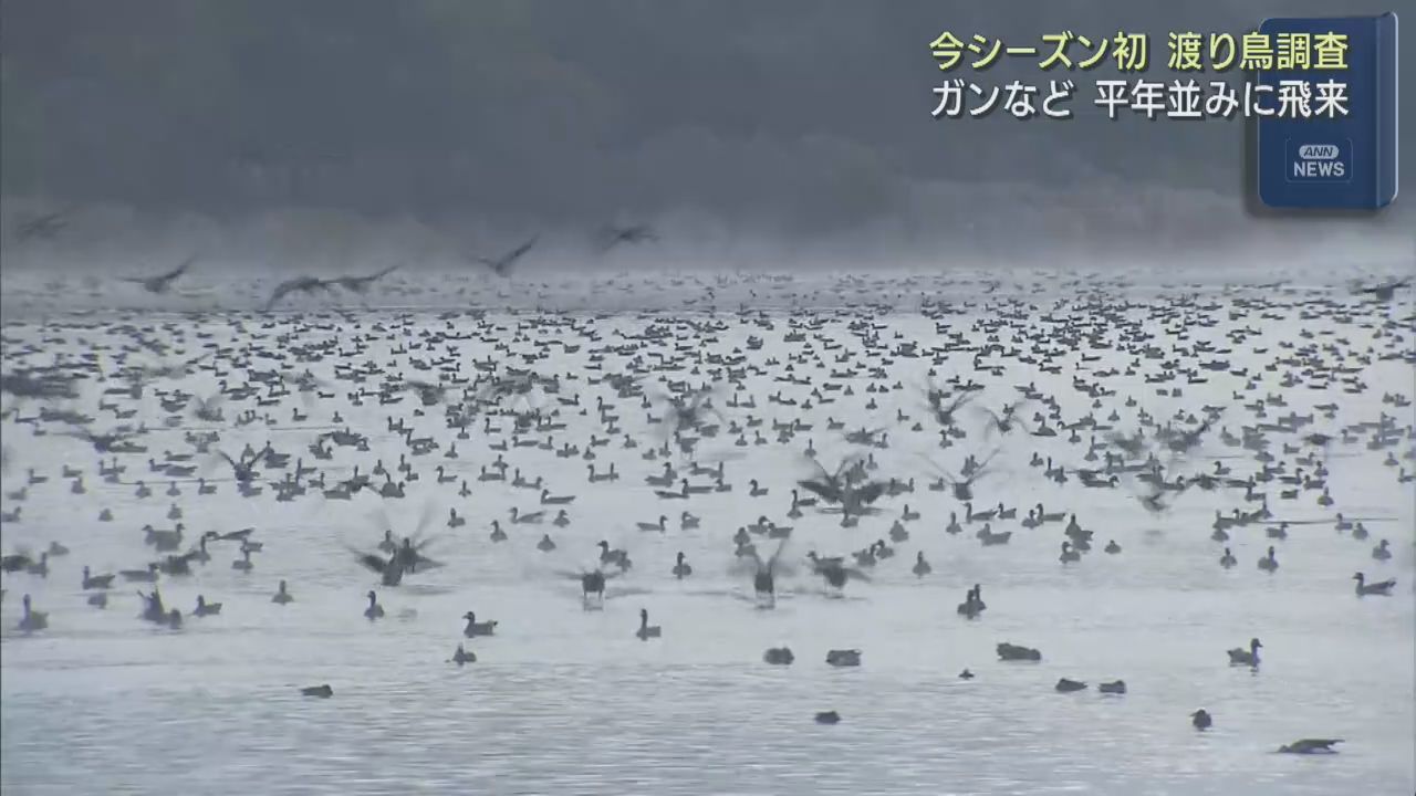 今シーズン初の渡り鳥調査　宮城県５００カ所の川や沼