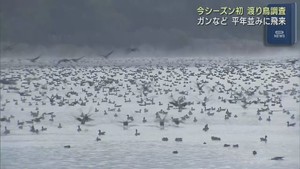 今シーズン初の渡り鳥調査　宮城県５００カ所の川や沼