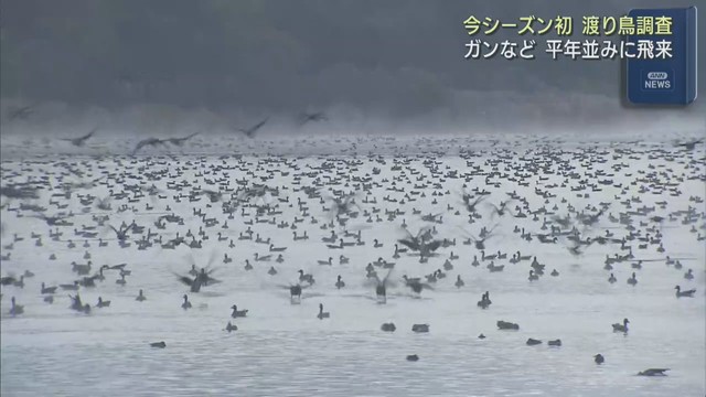 今季初の渡り鳥調査　ガンやハクチョウの飛来数は平年並み　宮城・伊豆沼など