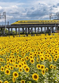 ドクターイエローとひまわりのコラボレーション（提供：jigurohiro/photoさん）