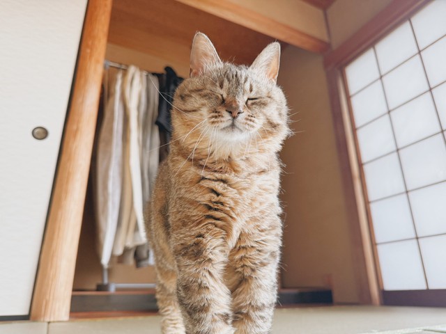 寝起きで毛がパヤパヤで眠そう（提供：まるぴ と ねこズさん）