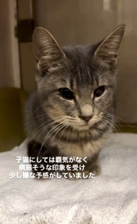 子猫にしては覇気がなかったという（「ねころび」さん提供、Instagramよりキャプチャ撮影）