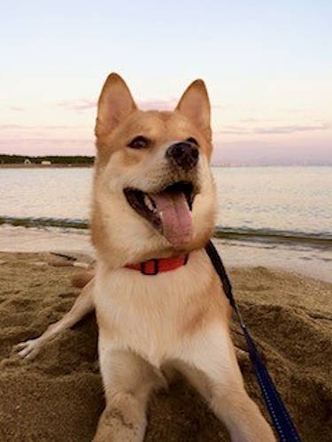 海辺のお散歩、気持ちいいね！