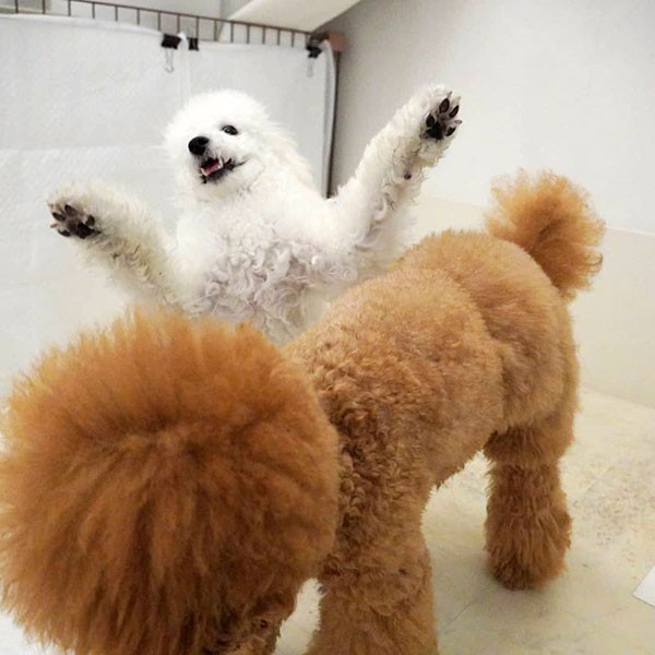 でも怒られてもへこたれない鋼鉄のメンタル。「ジーニー先輩大好き～」（UG提供）