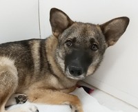 シェパードのような凛々しいルックスに反し、寂しがりやの一面も