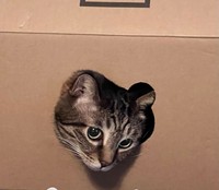 くり抜かれた”トラ”のロゴマークの穴からついに顔を出してくれたキジ”トラ”のまろくん（画像提供：宗方脩さん）