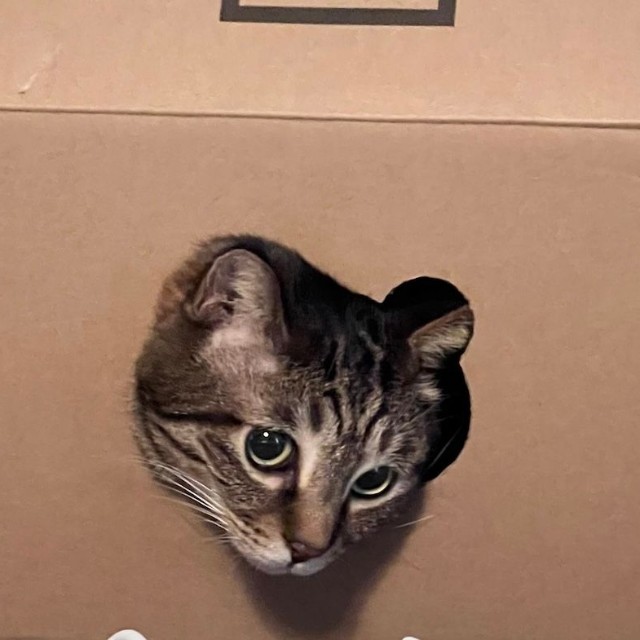 くり抜かれた”トラ”のロゴマークの穴からついに顔を出してくれたキジ”トラ”のまろくん（画像提供：宗方脩さん）