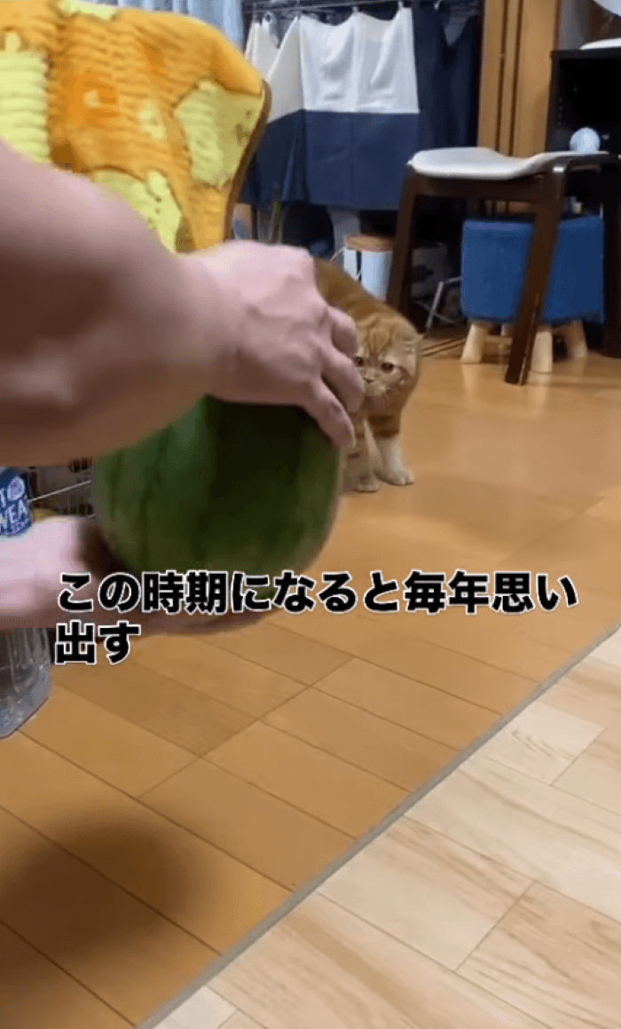 なんですかそれは…怖いけど気になるコタロウくん／画像提供：飼い主さん