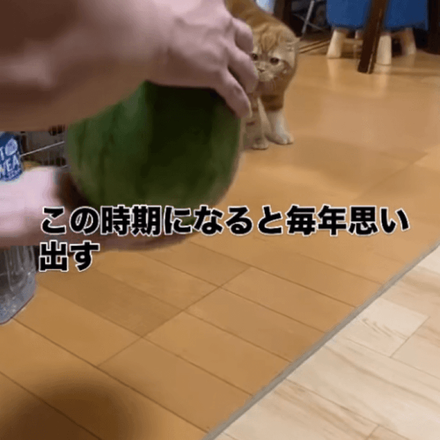 なんですかそれは…怖いけど気になるコタロウくん／画像提供：飼い主さん
