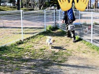 ポメちゃん、生後5カ月のとき。ドッグランにて（画像提供：ﾅ゛さん）