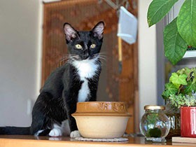 お気に入りの釜で水飲むよ　保護猫の「ふく豆」　