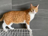 ケージ上を器用に歩くラテちゃん（画像提供：保護猫ラテちゃん）