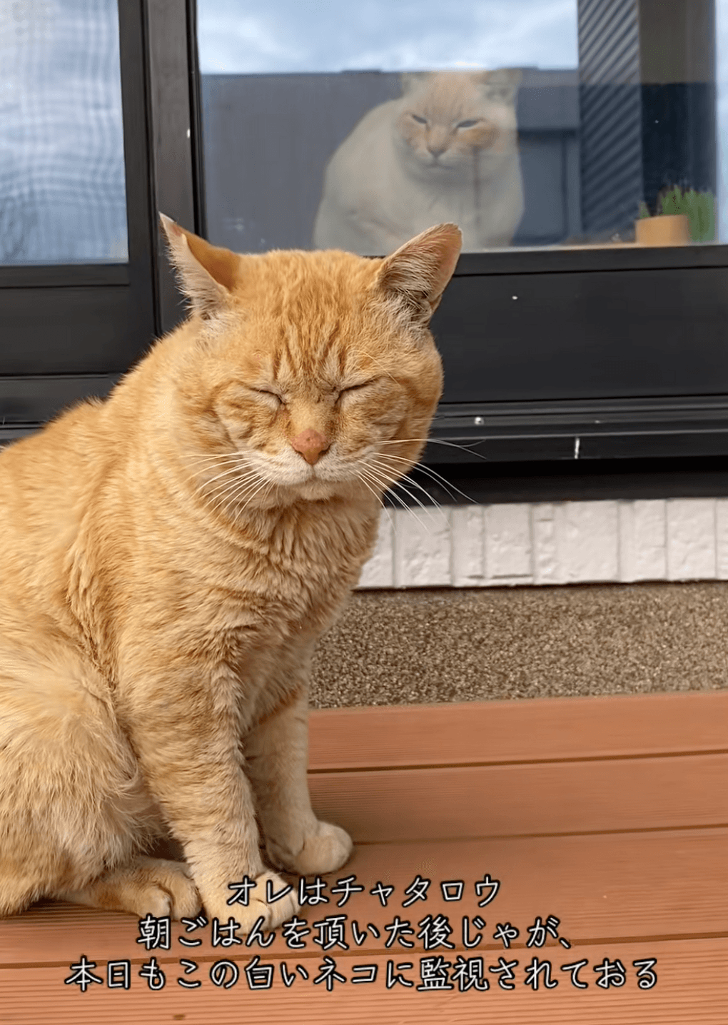 今日も監視されています…！（提供：@nyan_ploさん）
