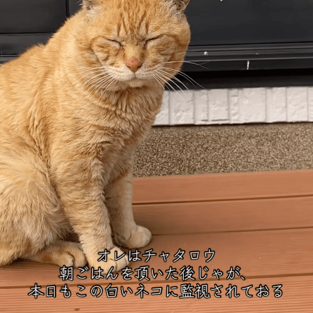 今日も監視されています…！（提供：@nyan_ploさん）
