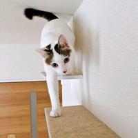 高いところも軽々と登るおかかくん（画像提供：おかかとそぼろの成長記録さん）