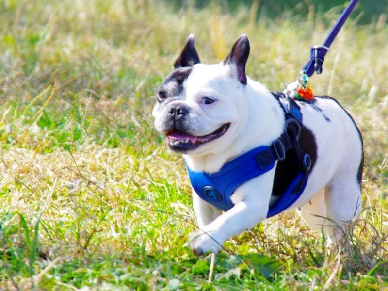 フレンチブルドッグ「ムーちゃん」。まさに、牛柄模様からこの名前が付けられたとか！