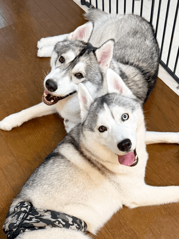 にっこり笑顔で寄り添う（奥）グルートくん、（手前）ロゼくん（画像提供：シベリアンハスキー ロゼさん）.png