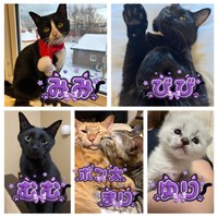 もずのあさんのおうちにいる6匹の猫さんたち（もずのあさん提供）
