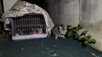 まるで子猫を守っているみたい（画像提供：MIKIMOKOさん）