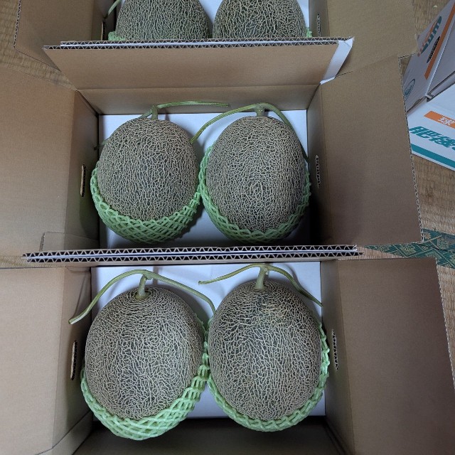 昨年収穫したメロン（キノさん提供）