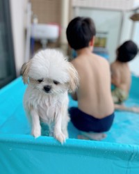 プールの端っこでしょんぼりする子犬がTwitter上で話題になった（提供写真）