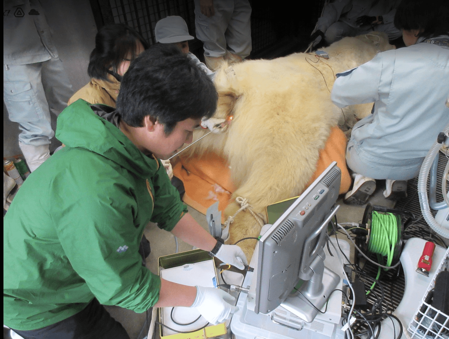 人工授精の様子＝「八木山動物公園フジサキの杜」提供