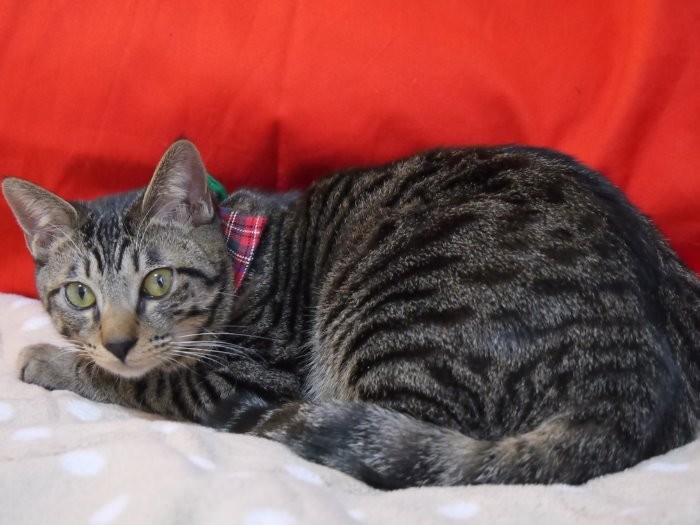 昨年１２月、巨大化前