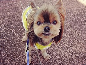 芸はなんでもすぐ覚えちゃう　ヨークシャーテリアの「ロビン」