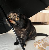 折れ耳スコティッシュフォールドのはるちゃん