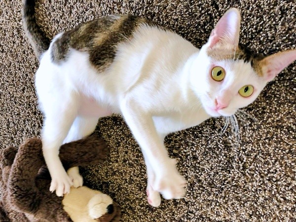 1歳ころ、ベトナムでお迎えしたポンちゃん（画像提供：Yoppyさん）