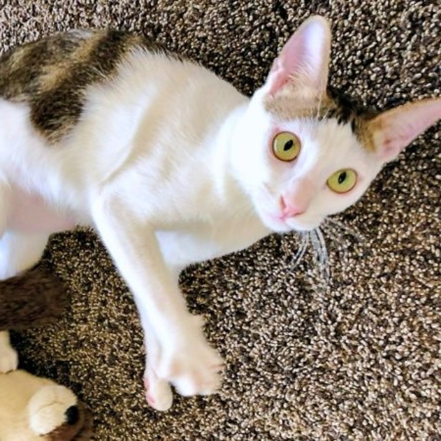 1歳ころ、ベトナムでお迎えしたポンちゃん（画像提供：Yoppyさん）