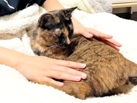 トライアル12日目、飼い主さん家族にも慣れてきたふがしちゃん（画像提供：ふがしちゃん サビ猫さん）